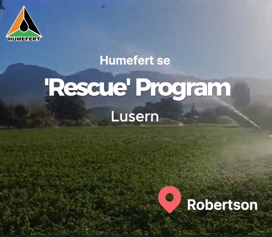 Lucerne - Rescue Program Results - Humefert