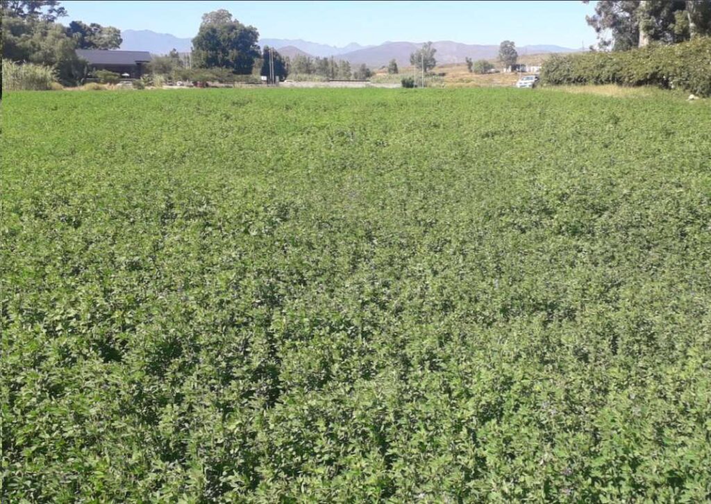 Alfalfa trial presentation_3June2024