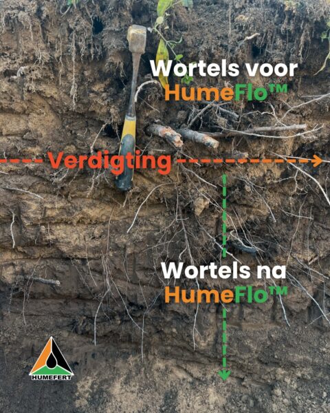 HumeFlo Wortels