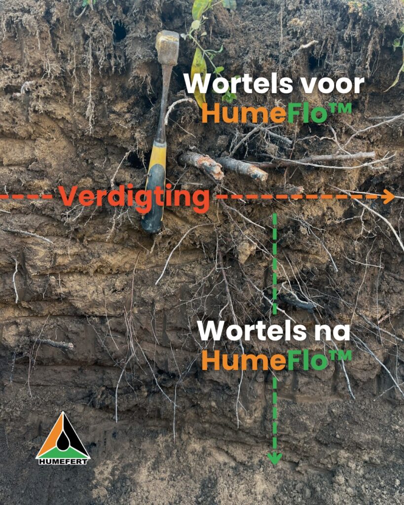 HumeFlo Wortels
