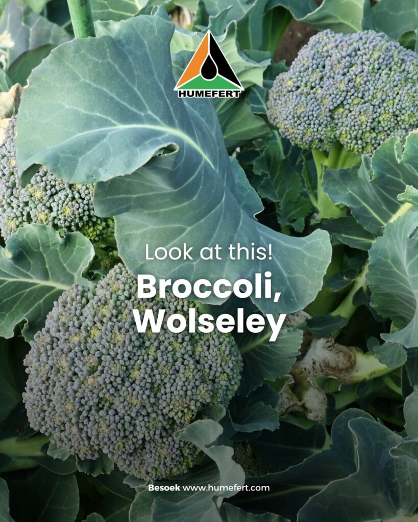 Humefert Rescue - Broccoli, Wolseley