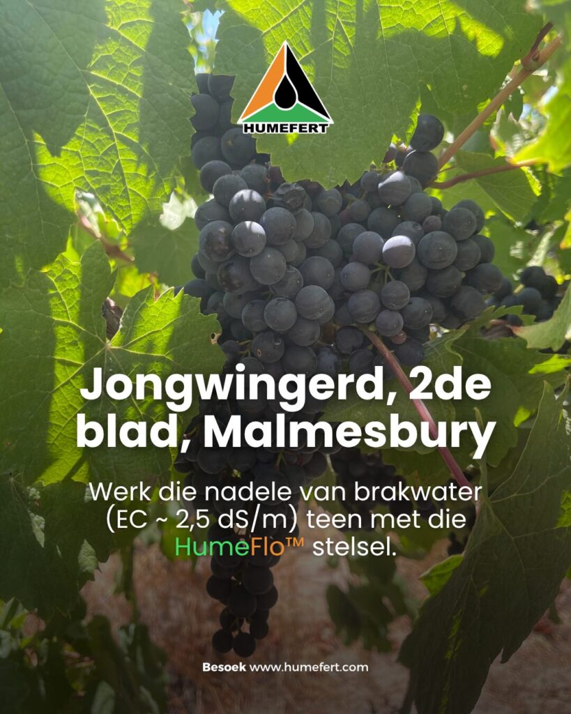 Humeflo - Jongwingerd, Malmesbury