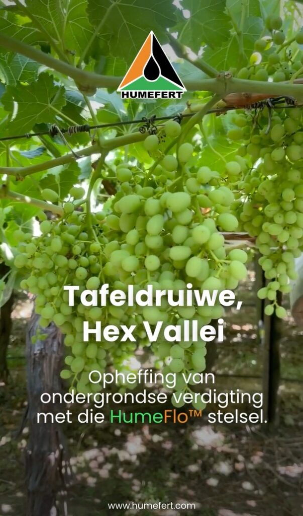 Table Grapes, Hex Valley
