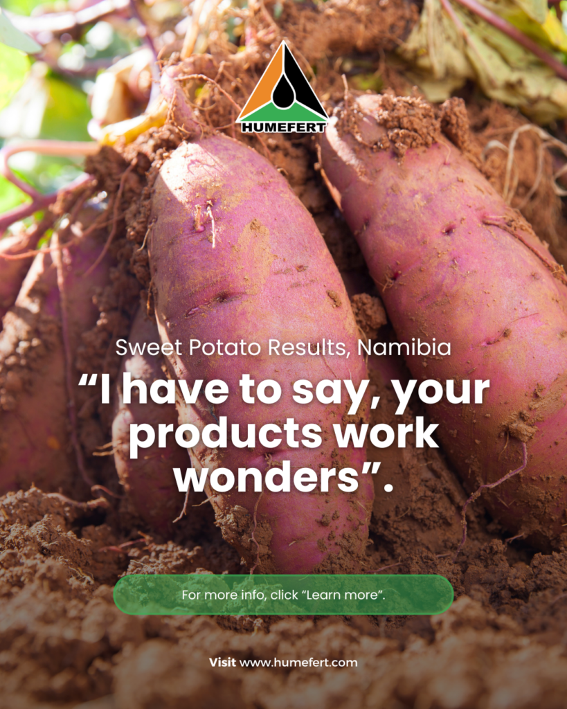 Sweet Potato