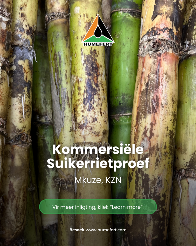 Suikerriet