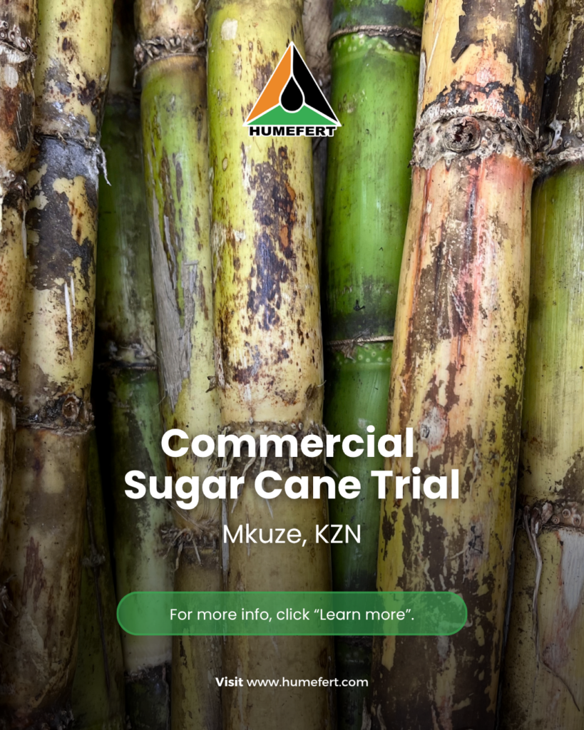Sugarcane